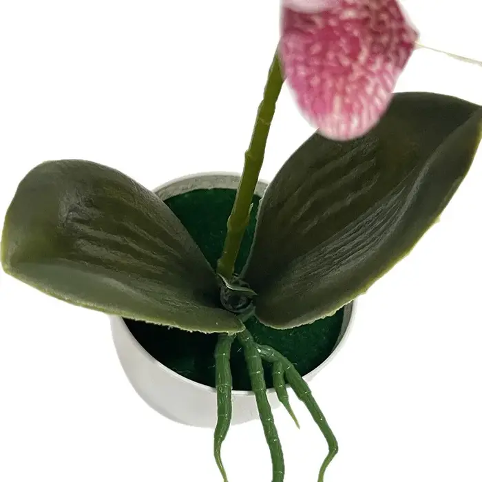 Plantes en pot d'orchidées papillon à 5 fleurs