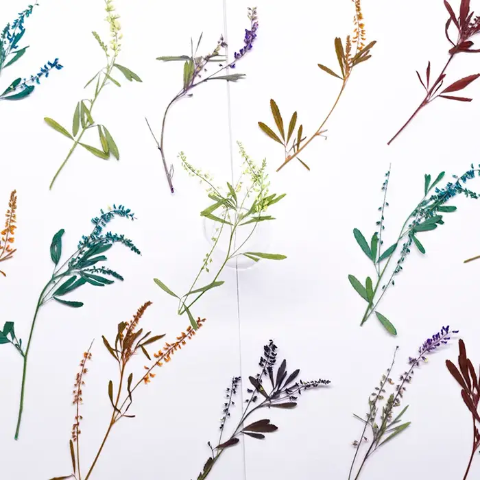 24 pièces, Fleurs de Mélilot Naturelles Pressées