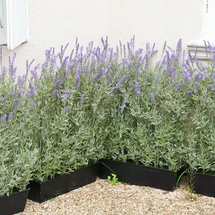Plante en Pot Artificielle de 2