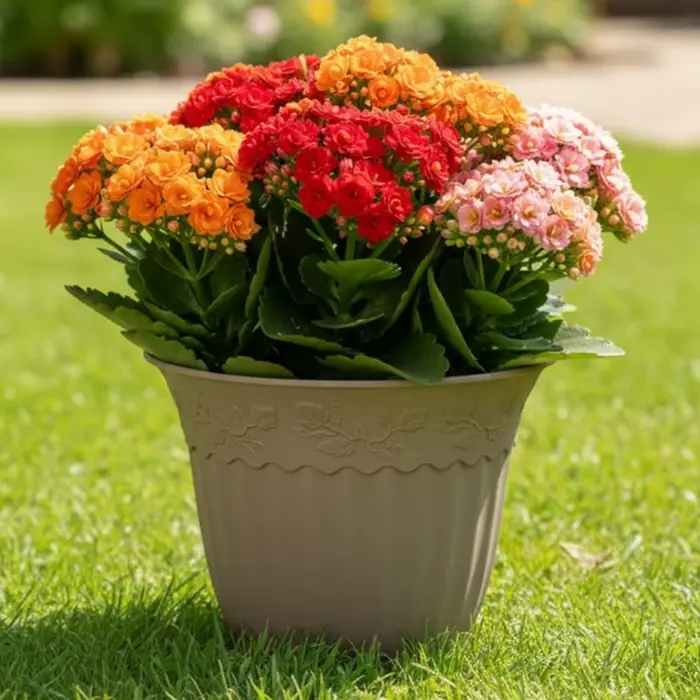 Pot de plante en plastique de 8 pouces