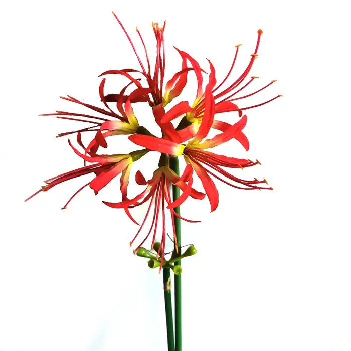 Fleur artificielle Lycoris RadiMiGarden pour la décoration intérieure