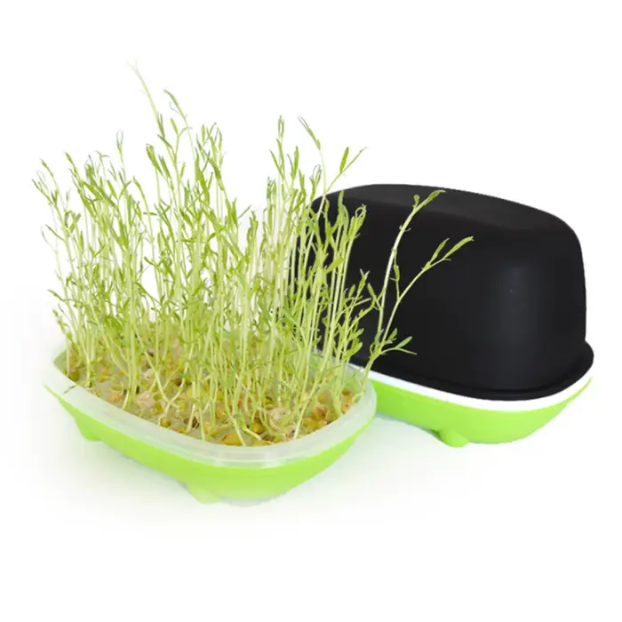 Boîte hydroponique pour germer des cacahuètes