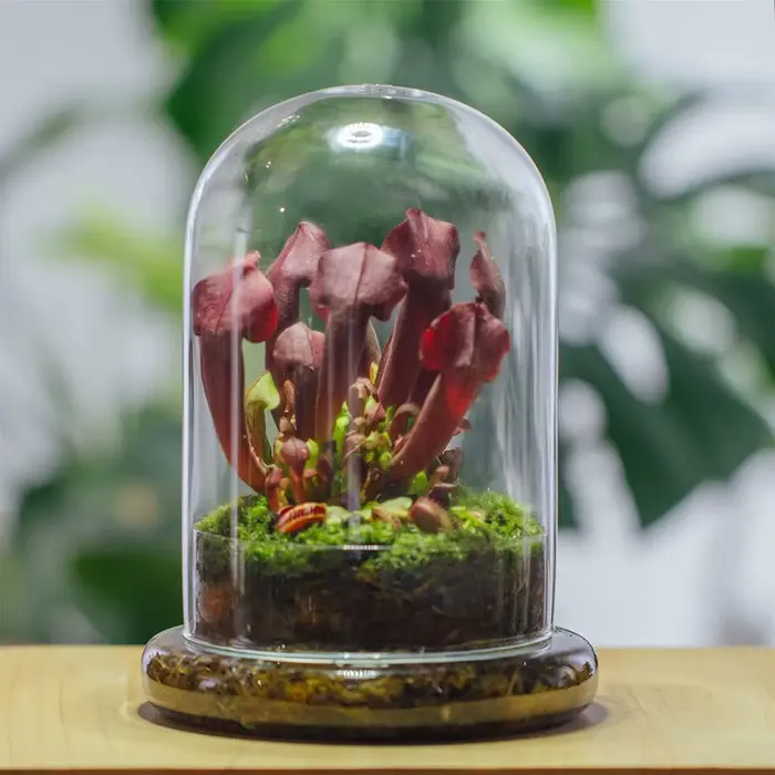 Cloche en verre avec trou d'aération