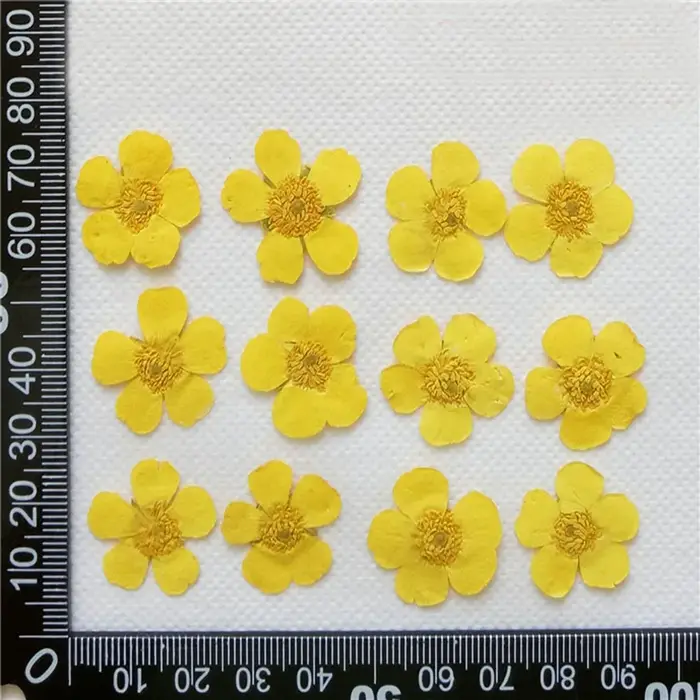 PMurcia Ranunculus jaune séché, plantes florales Thunb, herbier pour bijoux, coque de téléphone, mar