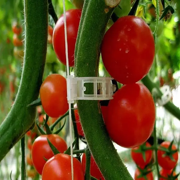 Clips de Support de plantes en plastique