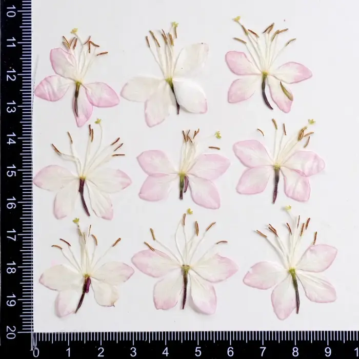 Kit d'échantillons de fleurs pressées séchées, 24 pièces, fleur de pêcher et fleur de papillon pour 