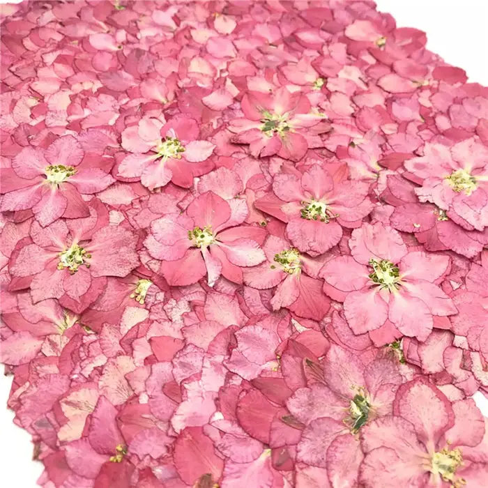 Plantes sèches de fleurs séchées naturelles amusantes