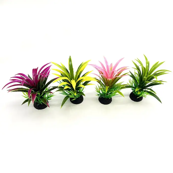 Plantes d'aquarium de petite taille
