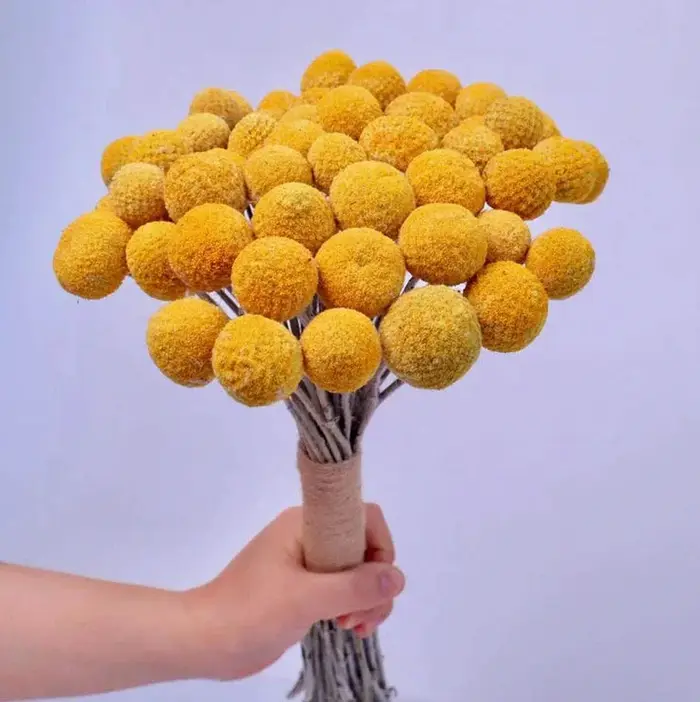 Bouquet de boules de boutons de Billy jaunes