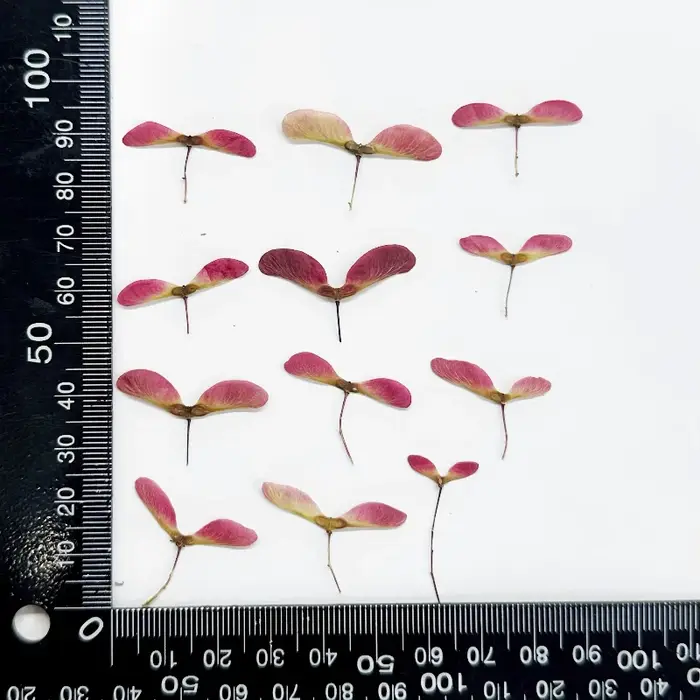 Kit de 12 fleurs de libellule pressées naturelles - Matériaux de fleurs séchées pour cadre photo en 