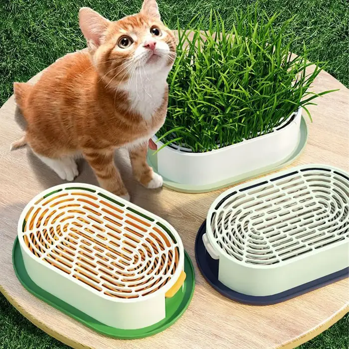 Boîte de culture d'herbe à chat
