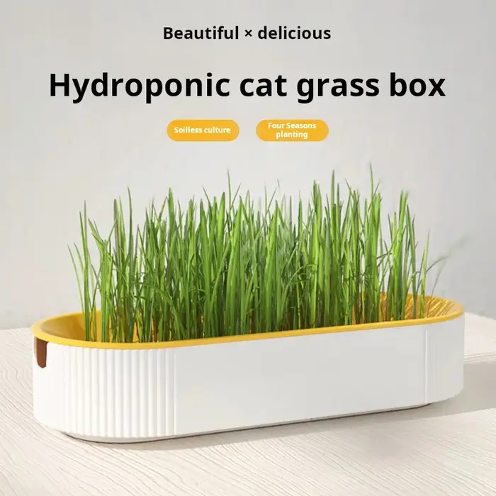 Kit de culture hydroponique d'herbe à chat pour chats