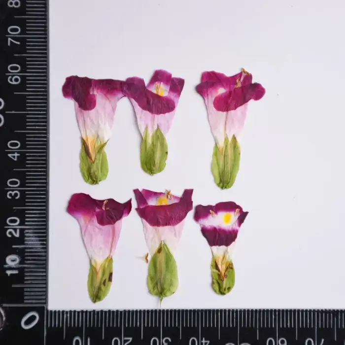 12 pièces, fleurs séchées naturelles de Torenia