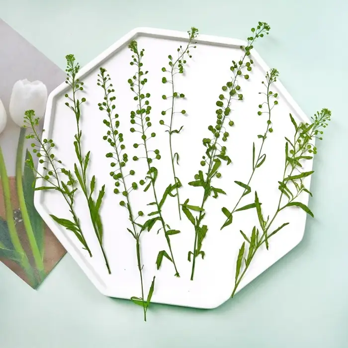 12 pièces, fleur pressée véritable lépidium et cloche verte herbe fleurs séchées bricolage cadre Pho