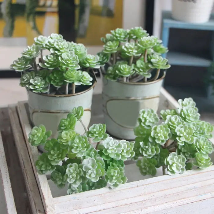 Plante succulente artificielle simulée