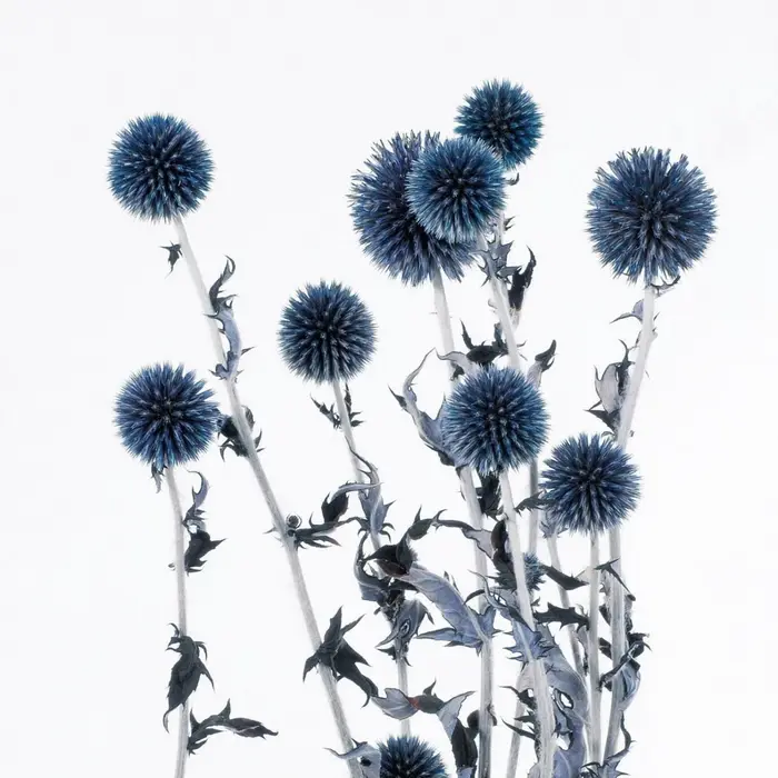 Bouquet de Fleurs vaccées Naturelles de Style Nordique