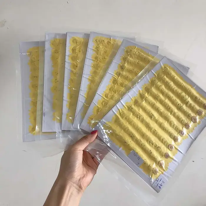 Fleur de chrysanthème aludosum séchée et pressée