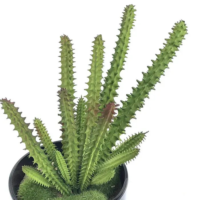 Plante artificielle en plastique, branche de Cactus, bricolage, bureau, étude, salon, fournitures de