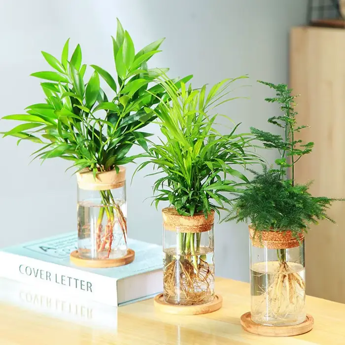 Pot de fleur hydroponique transparent pour la maison