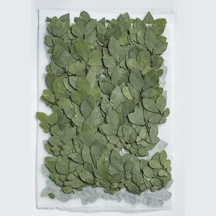 24 pièces/4-5cm, vraies feuilles d'orme pressées fleur