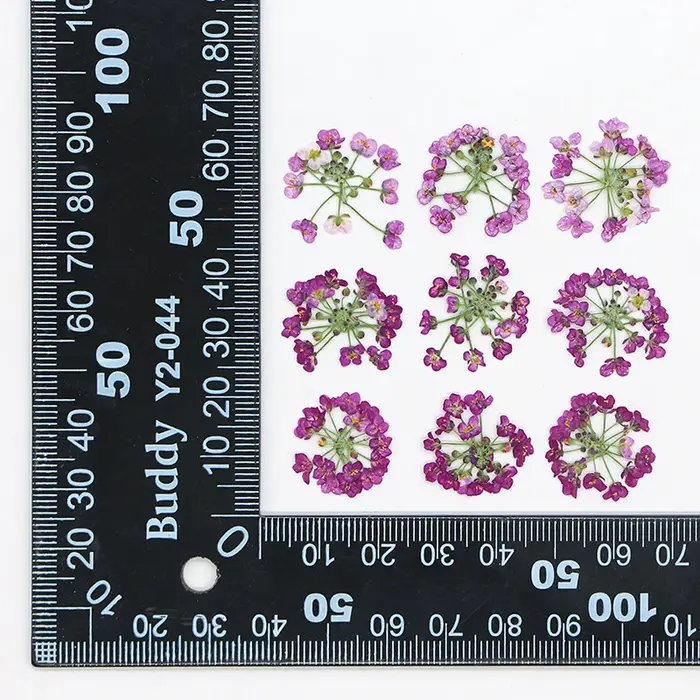1,5-2,5 cm/12 pièces, Têtes de fleurs de boule de neige pressées naturelles, pour DIY floral authentique, cadre photo, marque-page, coque de téléphone