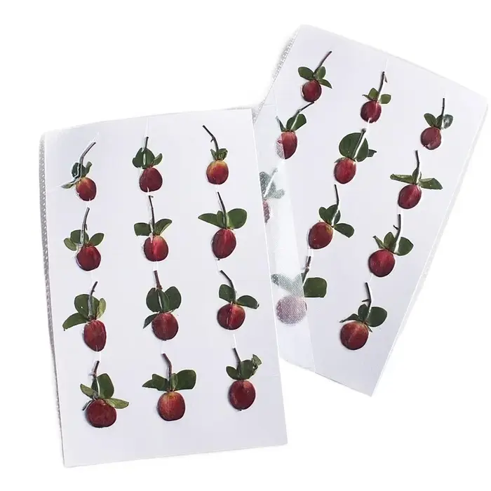 Nouvelle branche Premium couleur originale pressée perle de Dragon de feu fleurs séchées cadre Photo bricolage décoration de noël fournitures artisanales