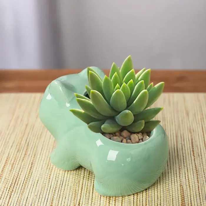 Mini Pot de fleurs créatif en céramique