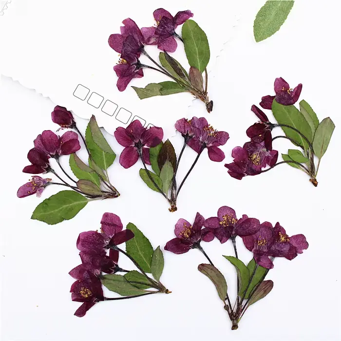 12 pièces, fleurs de bégonia pressées naturelles avec tige