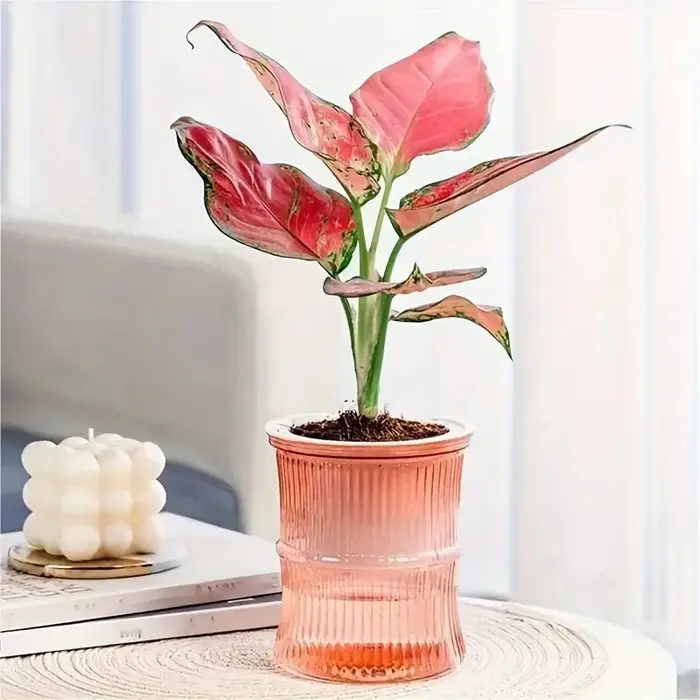 Pot de fleurs auto-arrosant transparent à double couche
