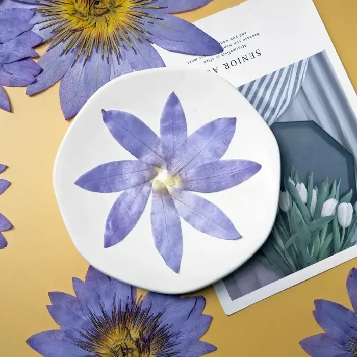 Pétales de Nénuphar Bleus Naturels Pressés et Séchés pour la Résine Époxy, Marque-pages, Cadres Photo, Fournitures Artisanales DIY Flora