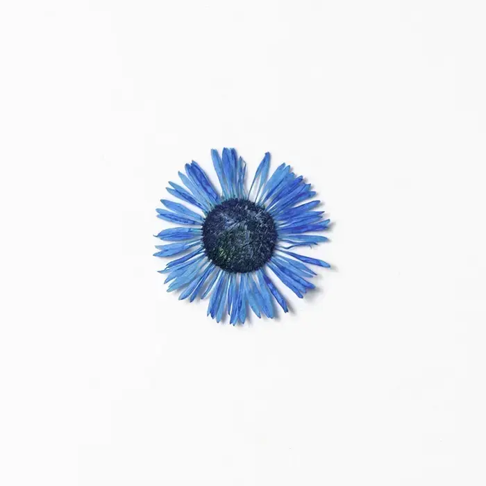 1,5-2,5 CM/12 PIÈCES, Pétales de fleurs séchées d'Erigeron annuel pressées, pour marque-pages peints à la main, cadres photo, bijoux, bougies d'aromathérapie