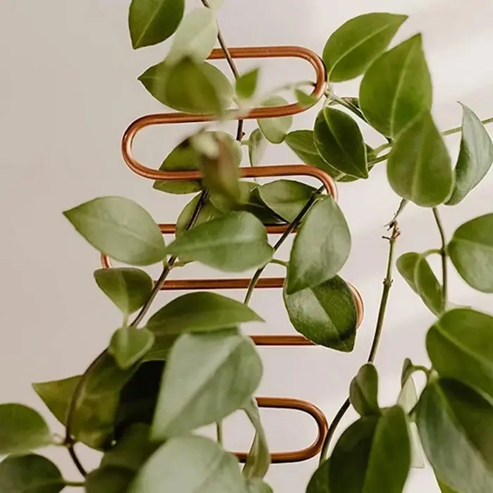 Support d'escalade pour plantes
