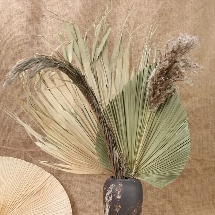 Feuilles d'éventail de palmier