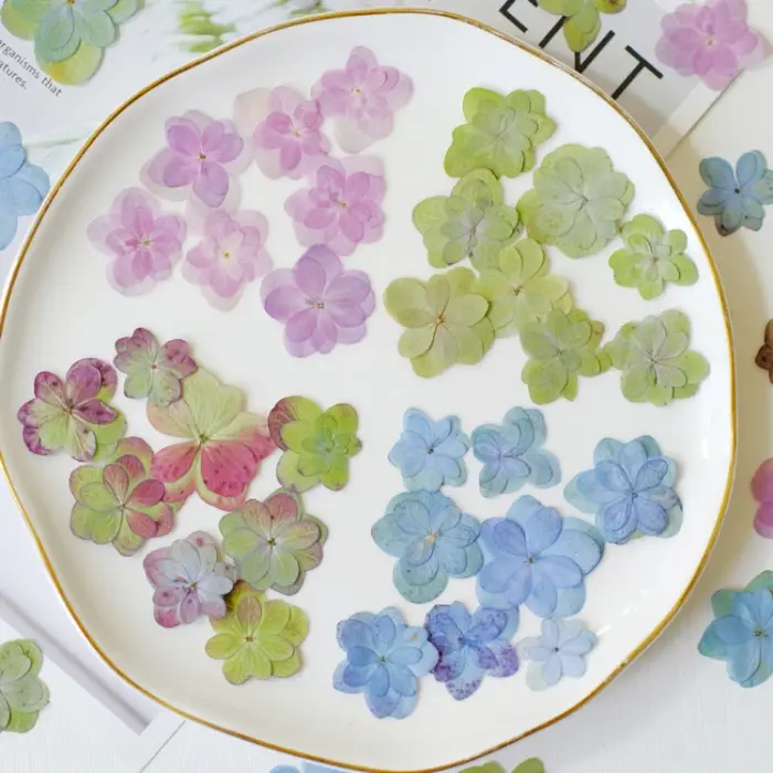 2-4cm/12 pièces, Fleurs d'hortensia pressées à double pétales