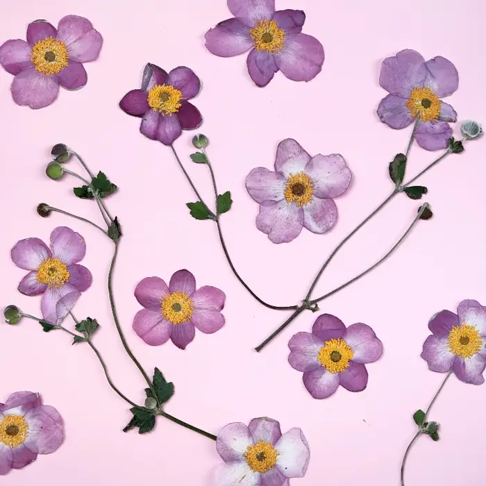 Fleurs séchées pressées en coton sauvage naturel