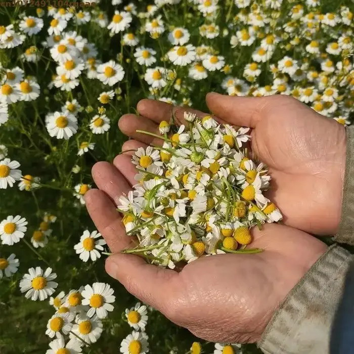 Fleurs de Camomille Séchées Naturelles Premium – Pure Herbe Naturelle pour l'Aromathérapie et les Projets DIY