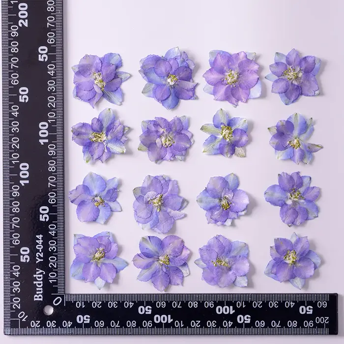 Fleurs de Gaura Lindheimeri pressées et séchées, 120 pièces, plantes sèches pour pendentif en résine époxy, fabrication de bijoux, accessoires artisanaux pour bricolage