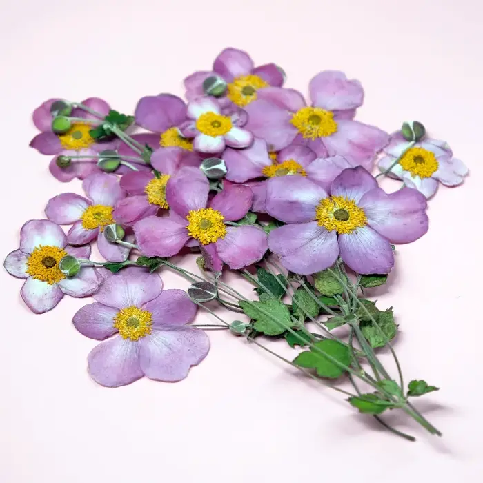 Fleurs séchées pressées en coton sauvage naturel