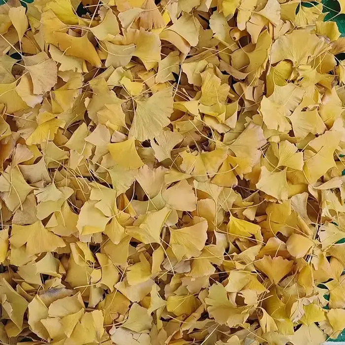 Feuilles de Ginkgo Biloba séchées naturelles