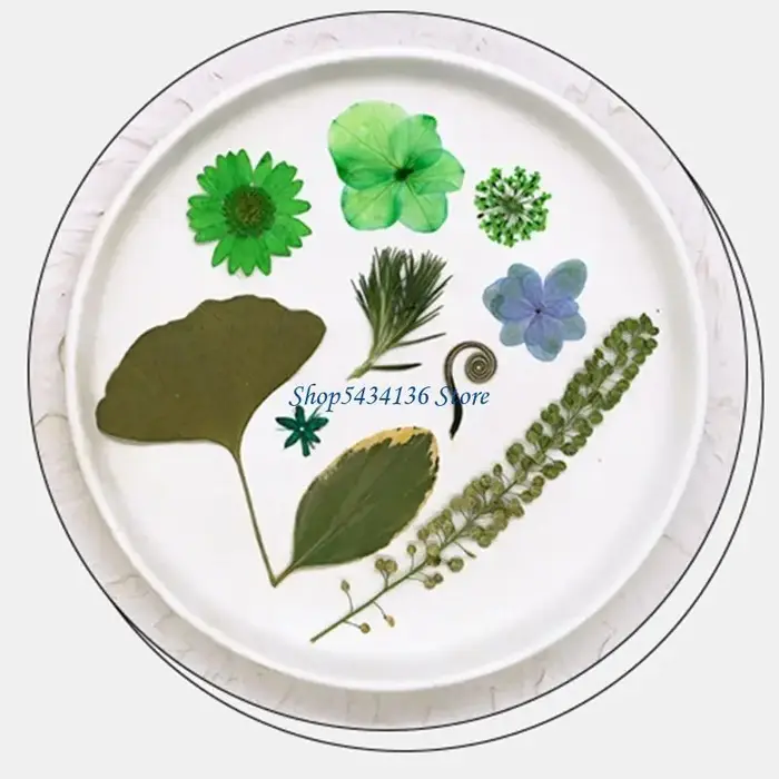 Fleur séchée pressée H7 pour moule en résine Feuilles fleurs séchées pressées naturelles pour le feuillette scrapbooking