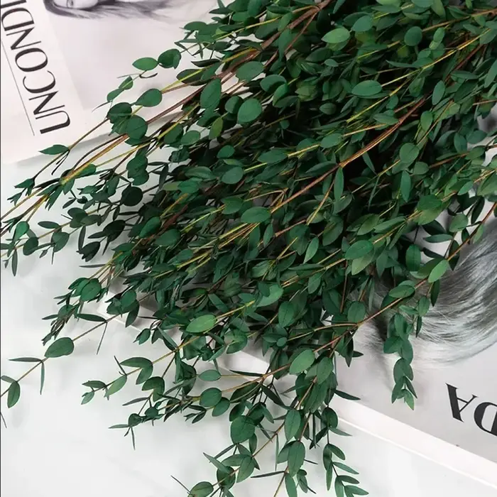 Bouquet de feuilles d'eucalyptus naturelles