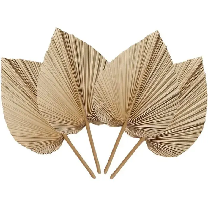 Feuilles de palmier naturelles séchées, parfaites pour la décoration du cuir chevelu, la décoration