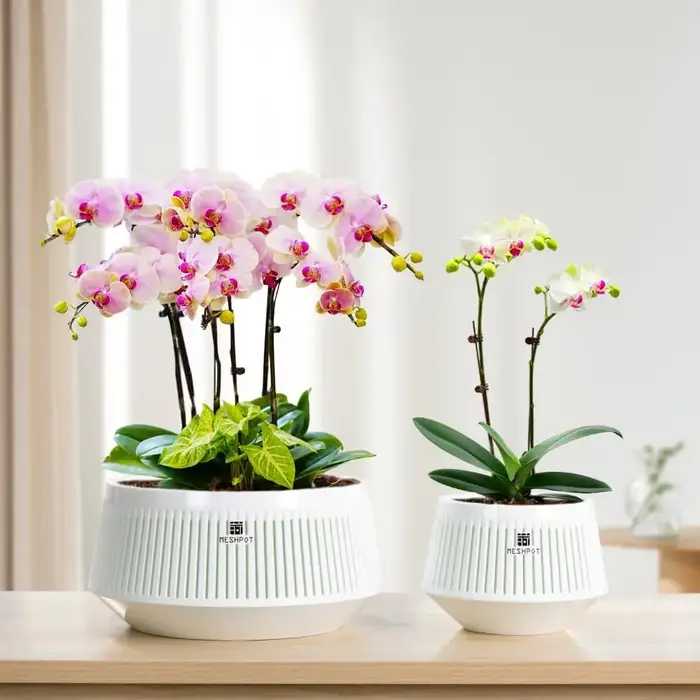 Pot d'orchidées avec trous et soucoupes