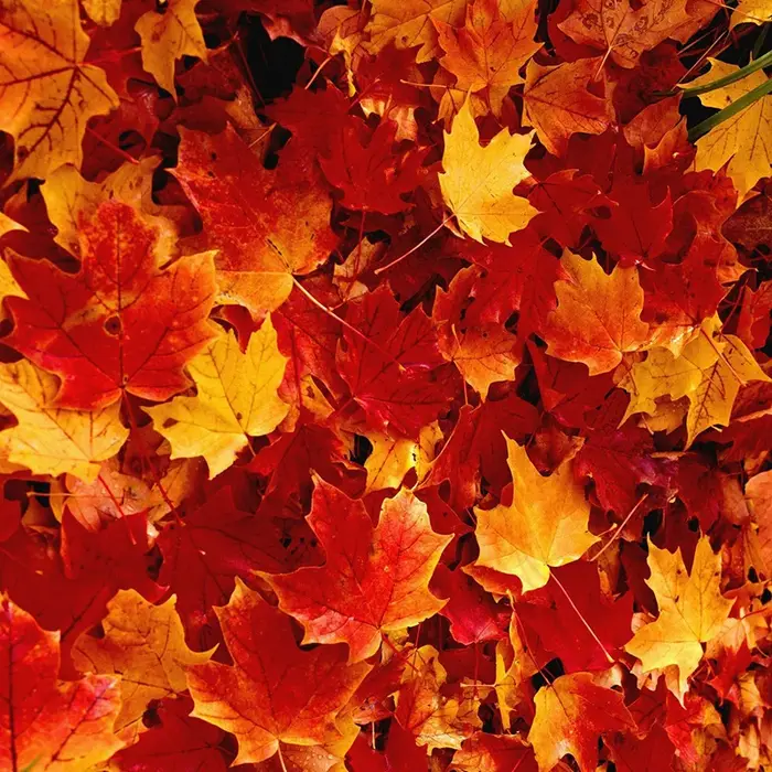 Simulation de feuille d'érable de 8cm, 100/200 pièces, aménagement du Site d'anniversaire de mariage, décoration de Festival de Thanksgiving, accessoires Photo, décoration de tapis