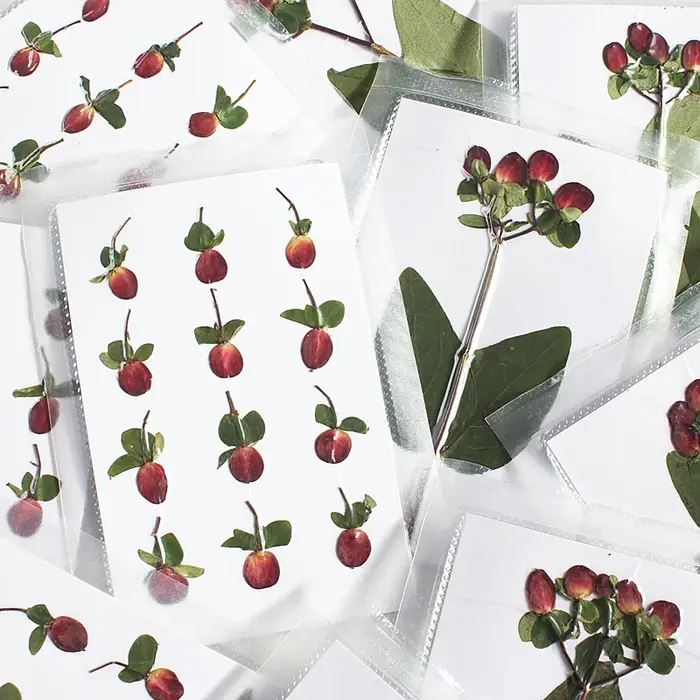 Nouvelle branche Premium couleur originale pressée perle de Dragon de feu fleurs séchées cadre Photo bricolage décoration de noël fournitures artisanales