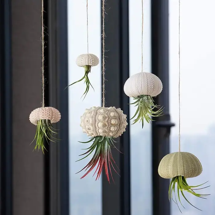 Coquille d'oursin naturel pour décoration, Conque Tillandsia, plante en pot, Coquillage, accessoires
