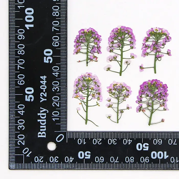 12 pièces, fleur pressée douce Alyssum naturelle