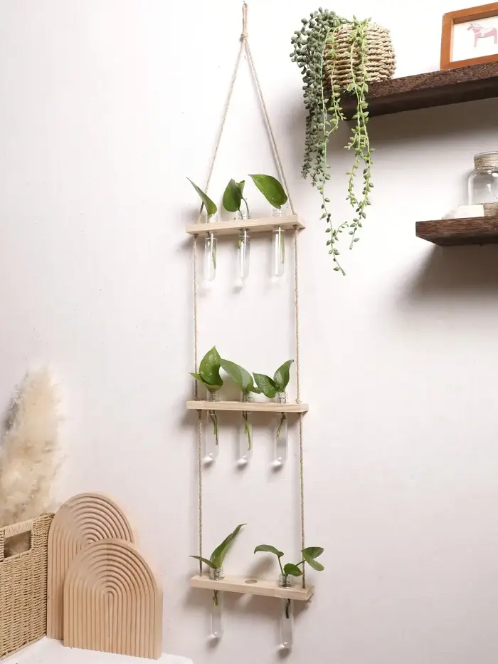 Présentoir mural de plantes à air