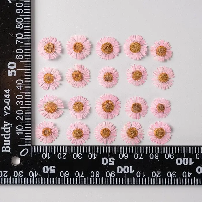 Fleurs de chrysanthème séchées pressées de 2-3 cm pour la fabrication de décorations DIY