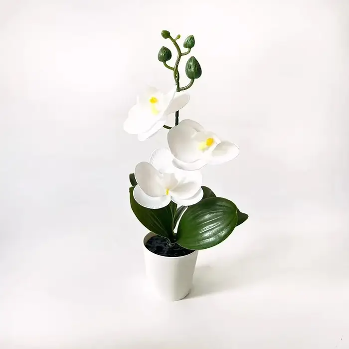 Mini orchidée papillon en pot avec 3 fleurs
